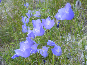 DSCF2019_1.JPG